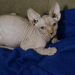 Sphynx Kittens - 3 Male Hairless Kittens Ready for New Homes in Lehigh Acres, fl