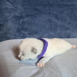 Purebred Female Ragdoll Kittens Ready May 6 for $1000 in Dayton, oh