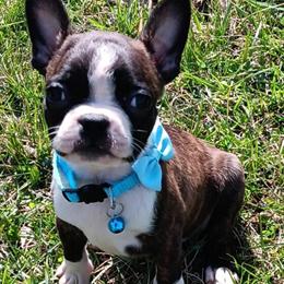 AKC Registered Boston Terrier Puppies Available in Champaign, il