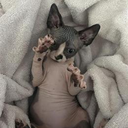 Sphynx Kittens Available for Adoption in Lawrenceburg, ky