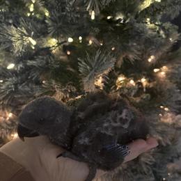 Eclectus Birds for Sale - 2 Baby Females in Detroit, mi