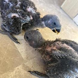 Eclectus Parrots - 2 Baby Birds Available in Detroit, mi