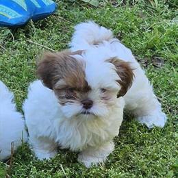 Shih Tzu Puppies Available in Asheboro, nc