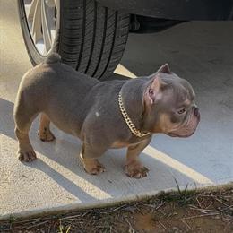 American Bully Stud Special: Deniro Available for Breeding in Farmville, va