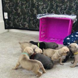Cane Corso Puppies for Sale in Warrenton, nc
