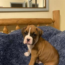 AKC Boxer Male, 2 Years Old, Available for Adoption in Ocala, fl