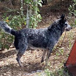 Australian Cattle Dog Puppies Available for Deposit in Ocala, fl