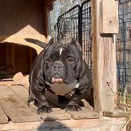 Black Angus Bull Available for Stud in Farmville, va