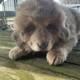 Tibetan Mastiff Puppies Ready for New Homes in Glasgow, ky