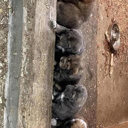 Tibetan Mastiff Puppies for Sale in Glasgow, ky