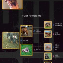 Micro Bully Puppy Available in Hamlet, nc