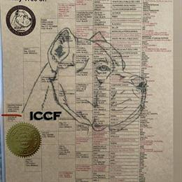 Cane Corso Puppies from Champion Bloodlines Available in Greensboro, nc