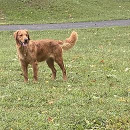 Male Golden Retriever Puppy Ready for Adoption in Mooresville, in