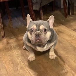 American Bully Blue Yoshi Available for Stud in Farmville, va