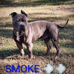 American Bully Stud Available for Breeding in Salisbury, nc