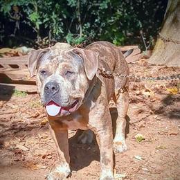 American Bully for Sale in Salisbury, nc