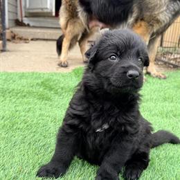 German Shepherd Puppies - AKC Long Coat Available in Cleveland, oh