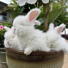 Gorgeous English Angora Bunnies - Pedigreed and Ready Now in Columbus, oh