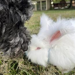 English Angora Bunnies - Pedigreed Show and Pet Quality in Columbus, oh