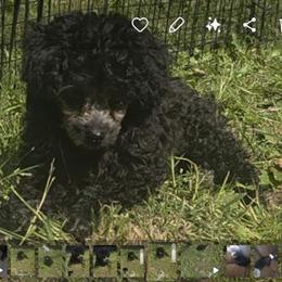 Female Toy Poodle Looking for Forever Home in Redding, ca