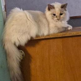 Ragdoll Kittens Coming Soon for Christmas in Kansas City, mo