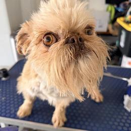 American Bully - 2 Year Old Chocolate Fawn Female Ready for Adoption in Bourbon, in