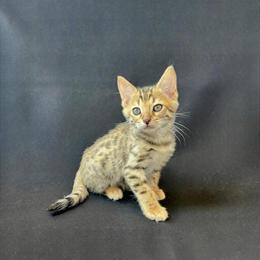 Bengal Cats and Kittens for Sale - Health Tested Parents in Versailles, ky