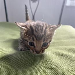 Munchkin Kittens Ready for New Homes in Versailles, ky