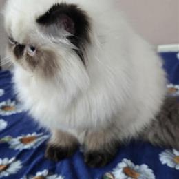 Himalayan Male Seal Point Kitten for Adoption in Gurnee, il