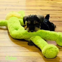 Miniature Schnauzers Available in New York, ny