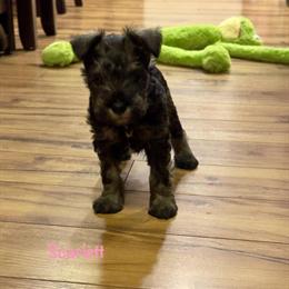 Miniature Schnauzers for Adoption - Two Males and One Female in New York, ny