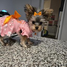 Teacup Female Yorkshire Terrier for Adoption in Raleigh, nc