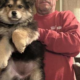 German Shepherd Puppies for Sale in Mount Sterling, ky