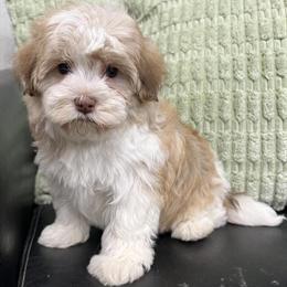 Havapoos Ready for Pickup After Easter in Wauseon, oh