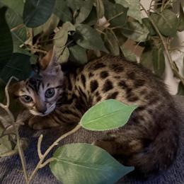 Bengal Male Kitten Onyx Looking for Forever Home in Dayton, oh