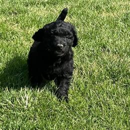 Labradoodles Ready for Adoption in Athens, oh
