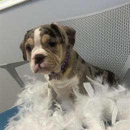 French Bulldog for Adoption in Boston, ma