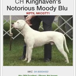 4 Month Old Female American Bulldog Available in Covington, ga