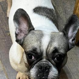 AKC French Bulldogs for Rehoming in Radcliff, ky