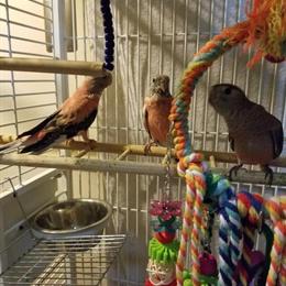 Handfed Rosey Bourkes Available for Pickup in Dillsburg, pa