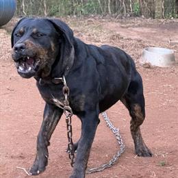 10 Month Old Bandog Working Prospect for Various Programs in Covington, ga