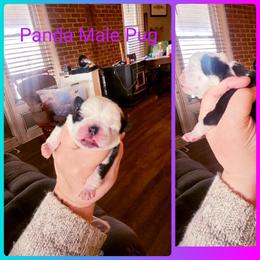 Pug Males - White & Panda, Potty Trained, Ready Mid May in Cincinnati, oh