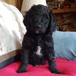 Male Poodle Puppy Ready for Adoption in Liberty, ky