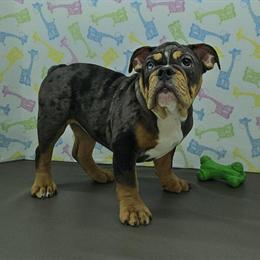 English Bulldog Puppy - Merle Female Available in Delta, oh