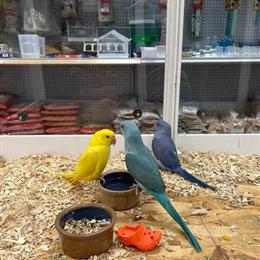 Indian Ringneck Parrot Babies for Adoption in Norwalk, ct