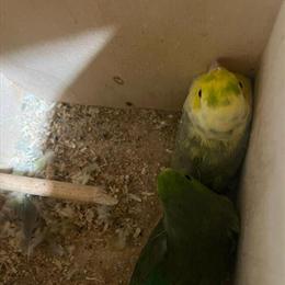 Parrotlet Bonded Pair for Adoption in Norwalk, ct