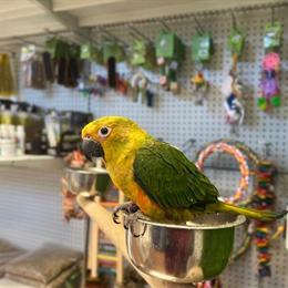 Conure Birds for Rehoming - Various Colors and Prices in Norwalk, ct