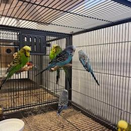 English Budgies Parakeet for Sale in Various Colors in Norwalk, ct