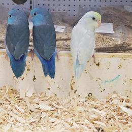 Parrotlet Birds for Sale - Various Colors Available in Norwalk, ct