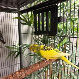 Budgerigar Parakeets for Sale in Various Colors in Norwalk, ct